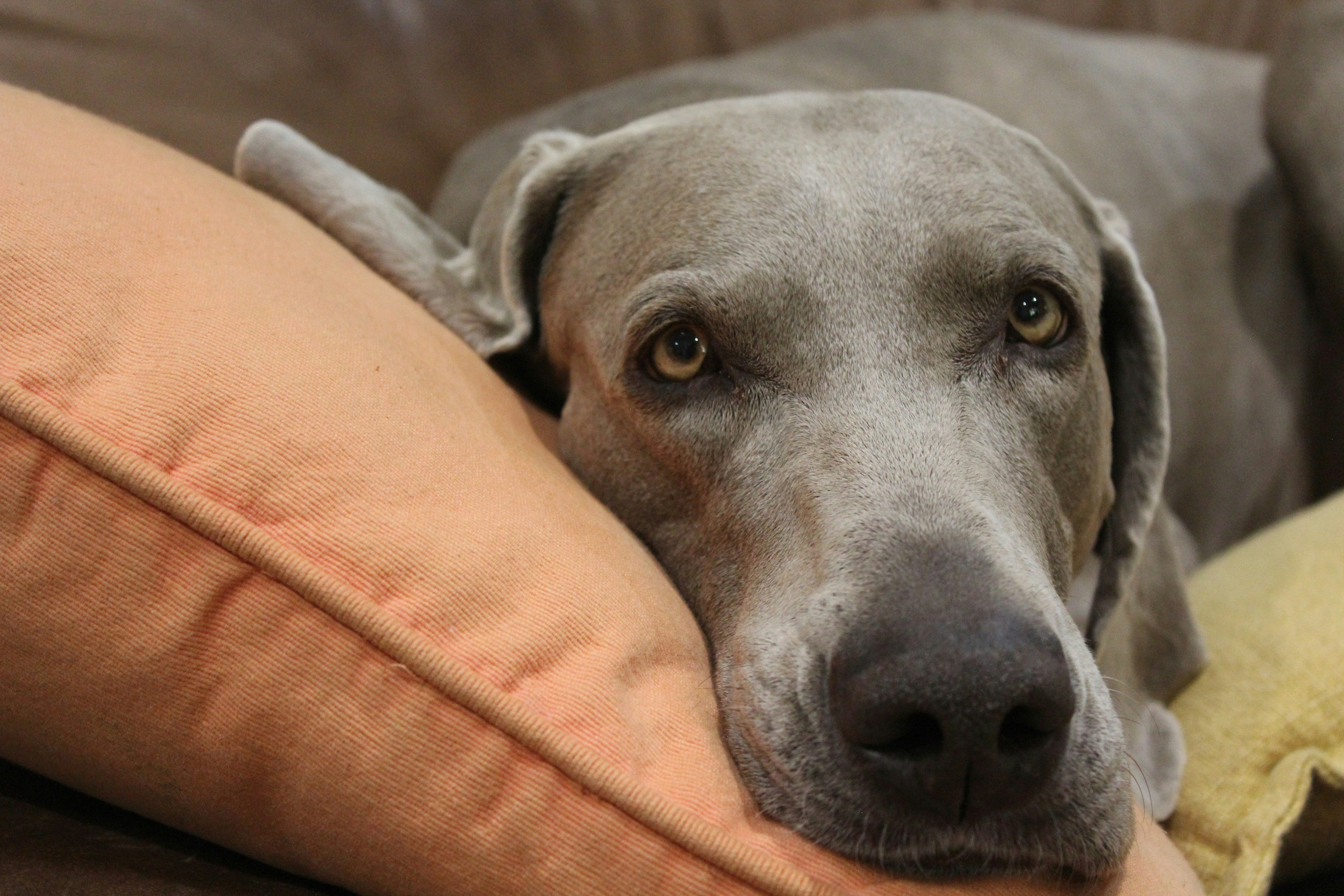 Creating a Comfortable Home That Helps Dogs Truly Rest