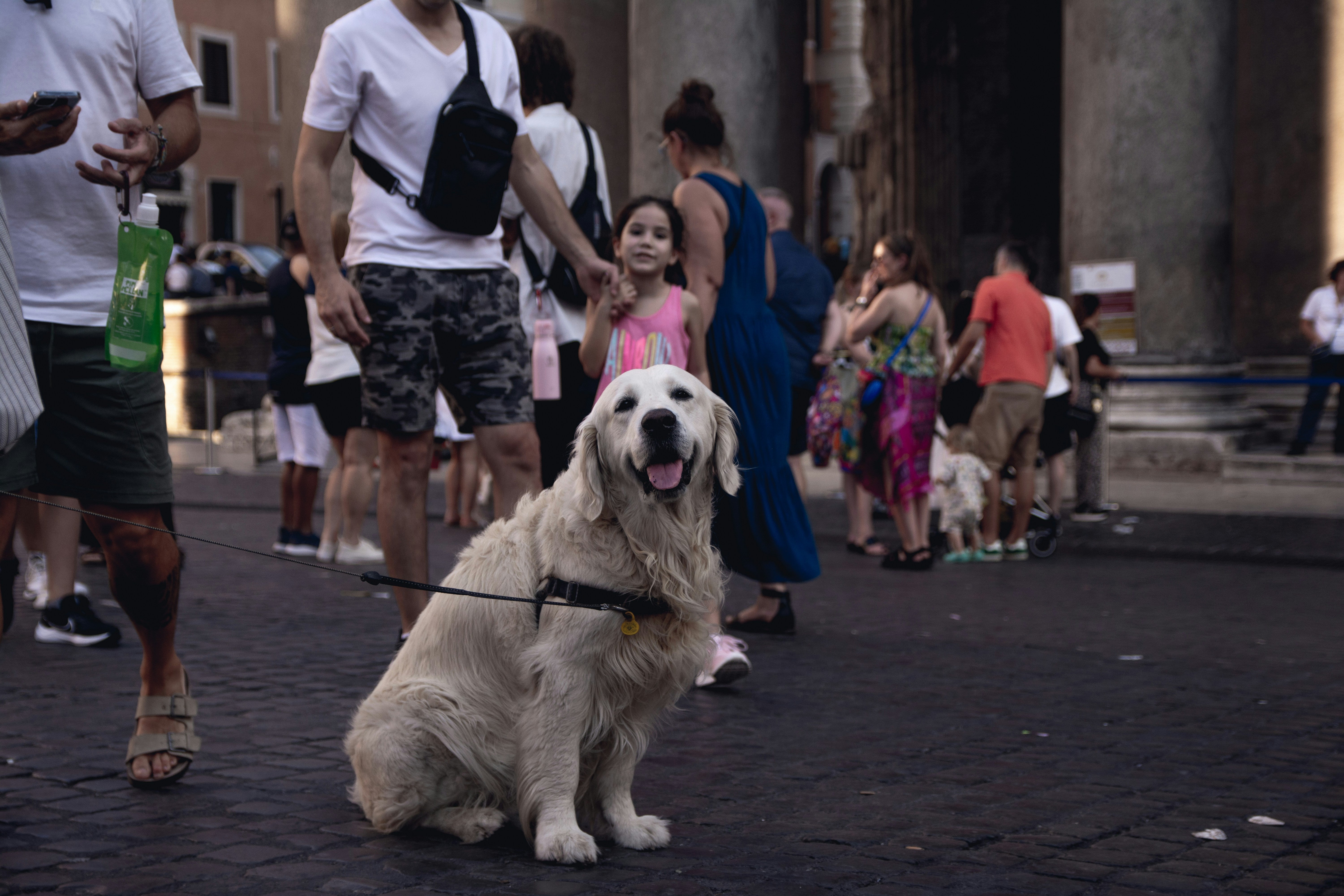 How Calm Environments Help Dogs Feel Secure and Balanced
