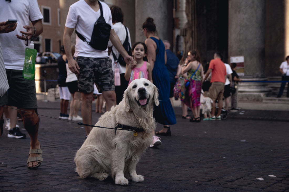 How Calm Environments Help Dogs Feel Secure and Balanced
