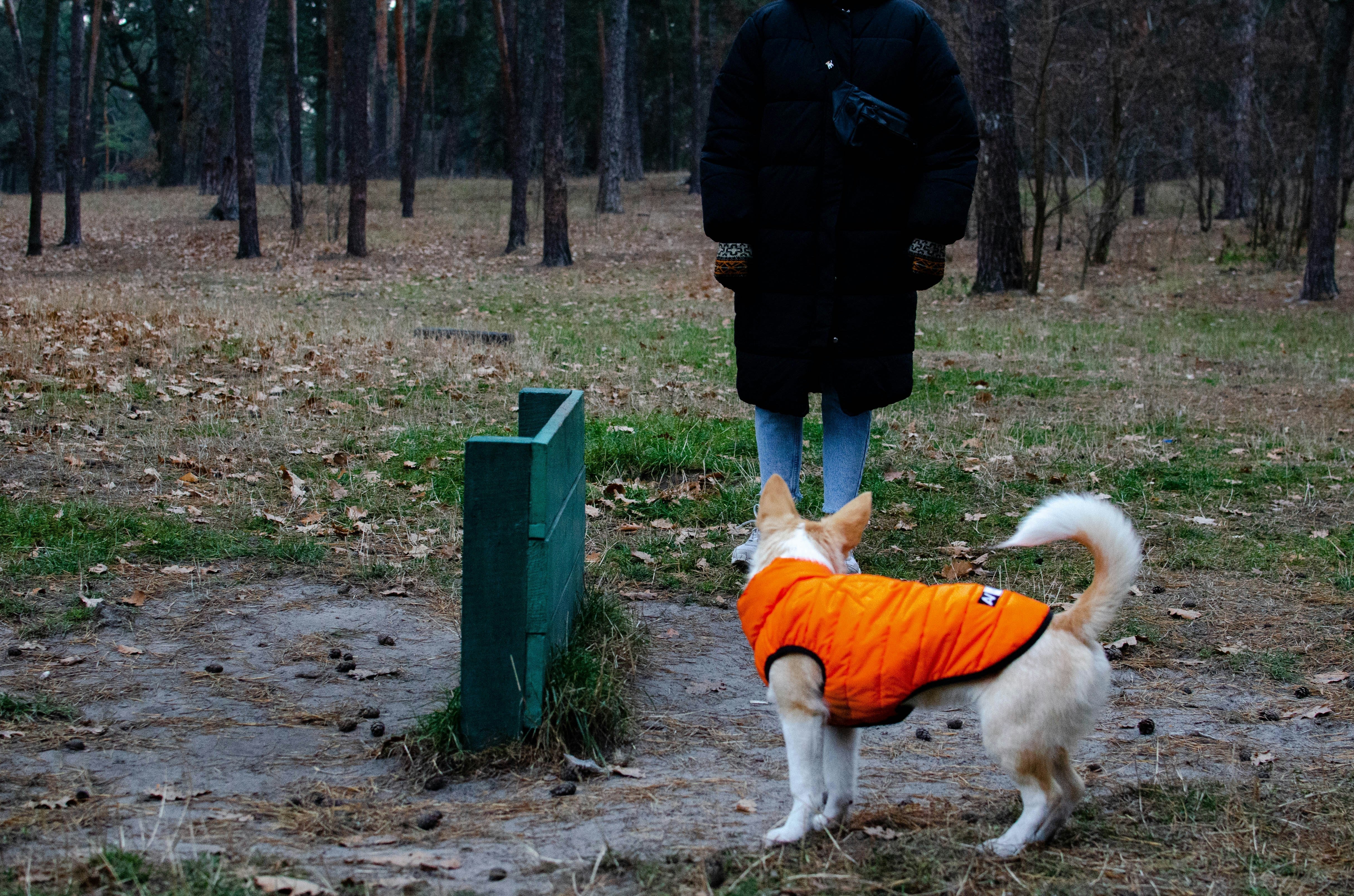How the Right Harness Changes Your Dog’s Walk