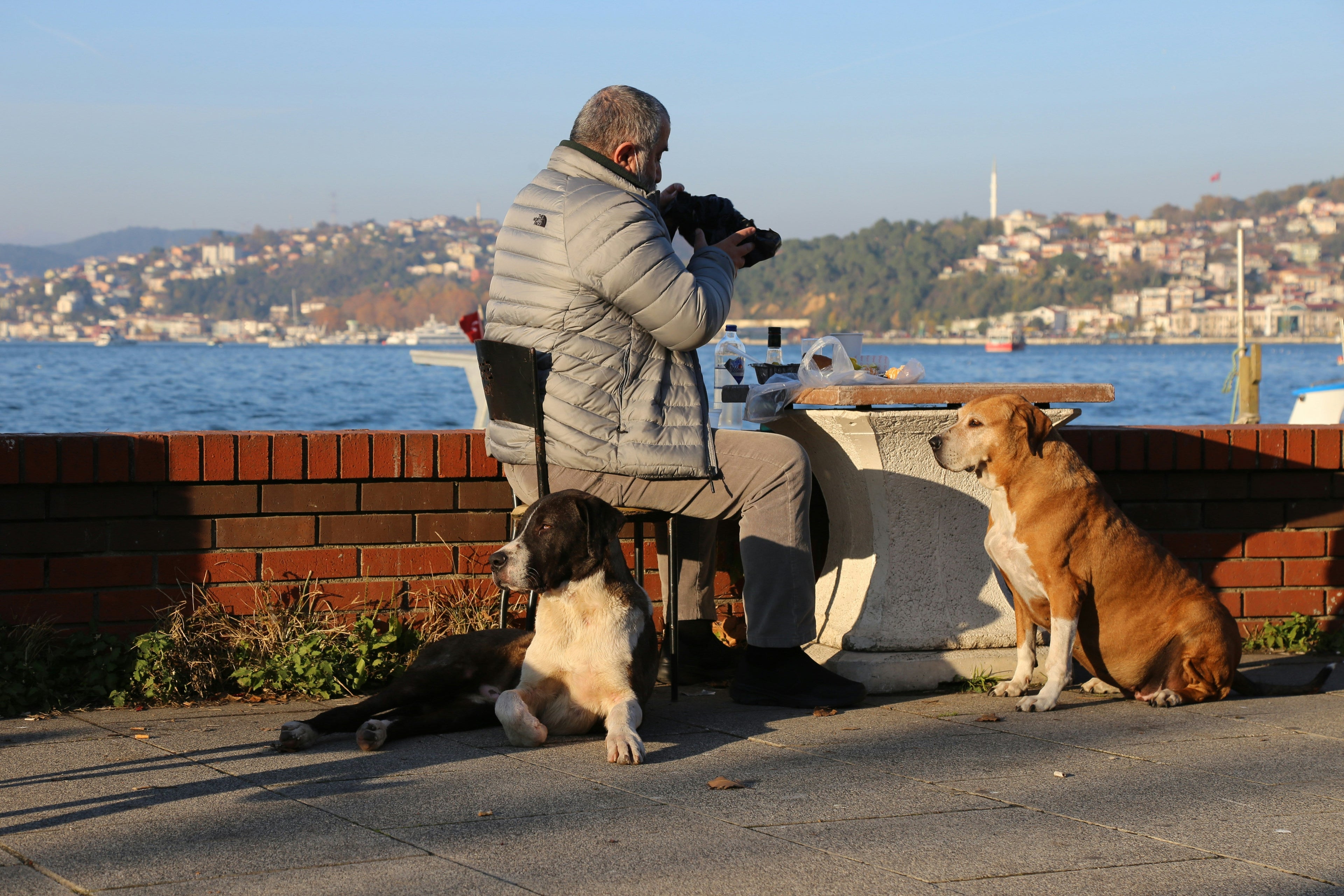 Small Daily Habits That Support a Dog’s Long-Term Health