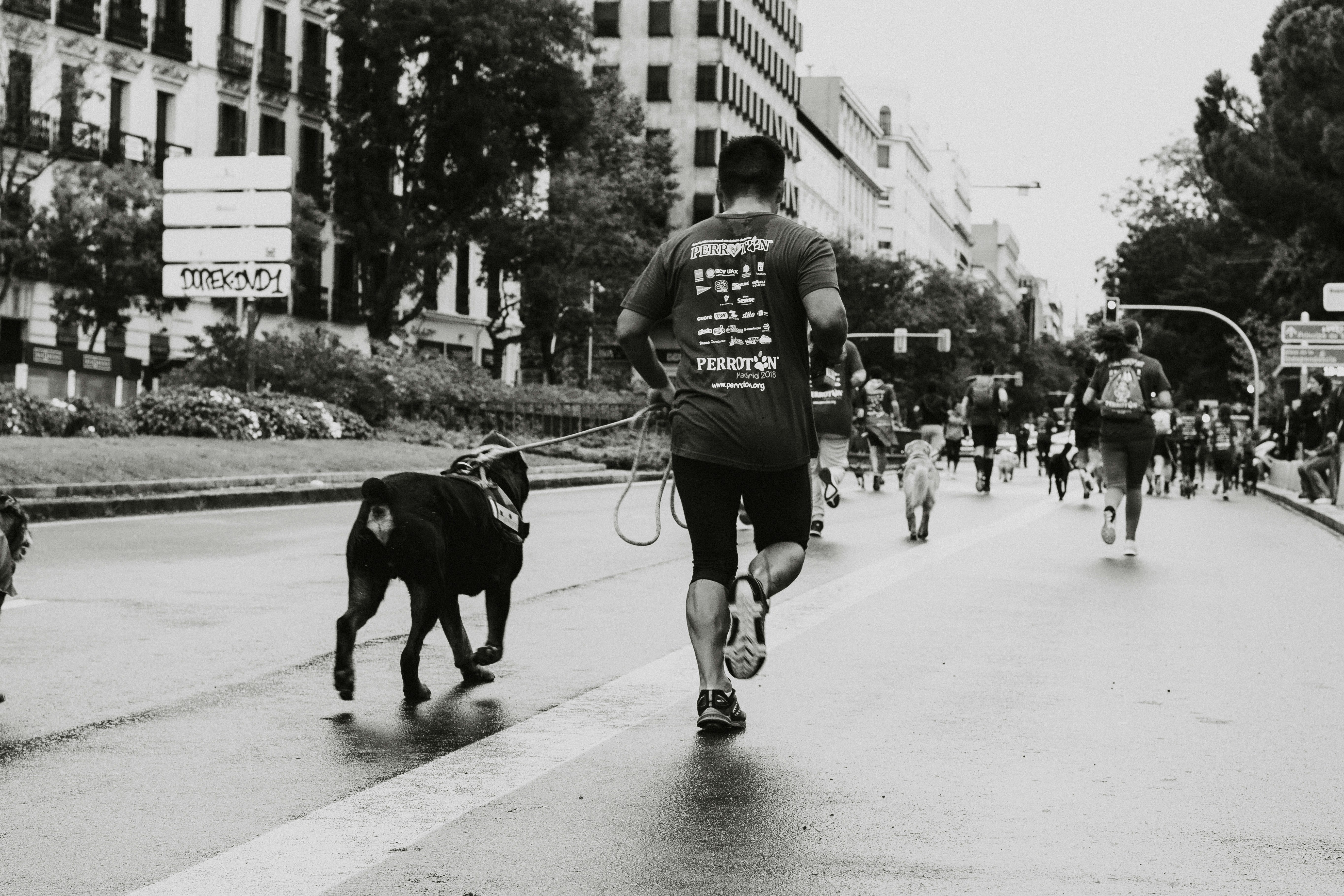 Why the Right Leash Makes Every Walk Easier