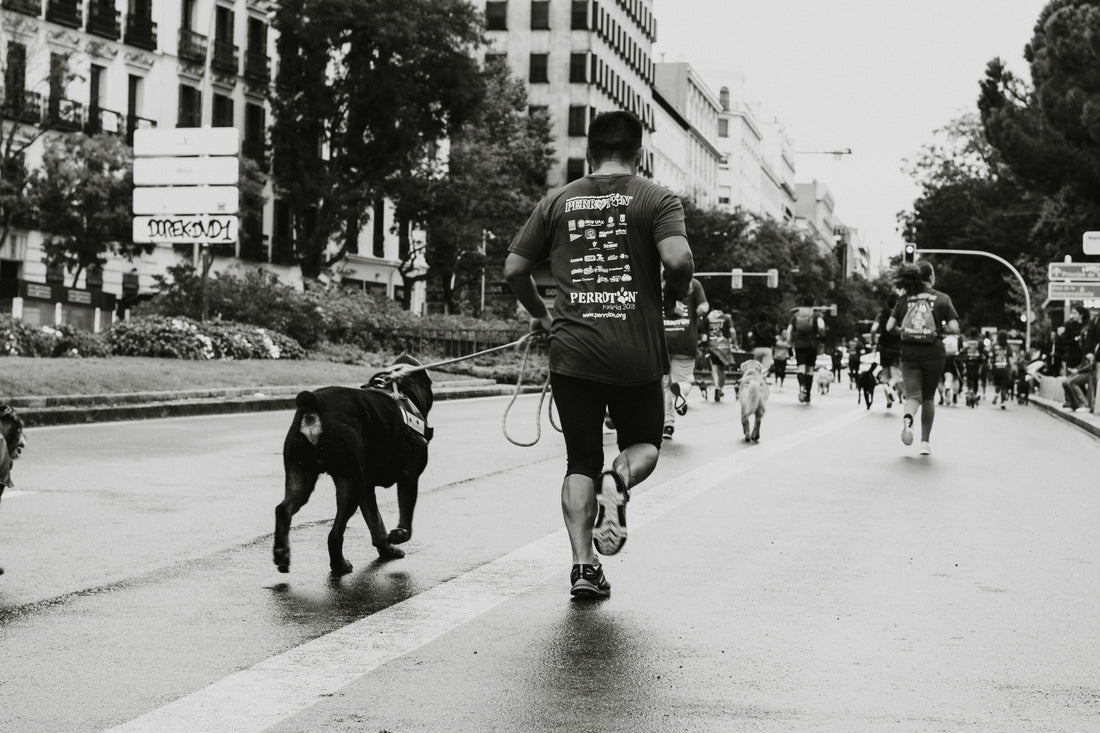 Why the Right Leash Makes Every Walk Easier