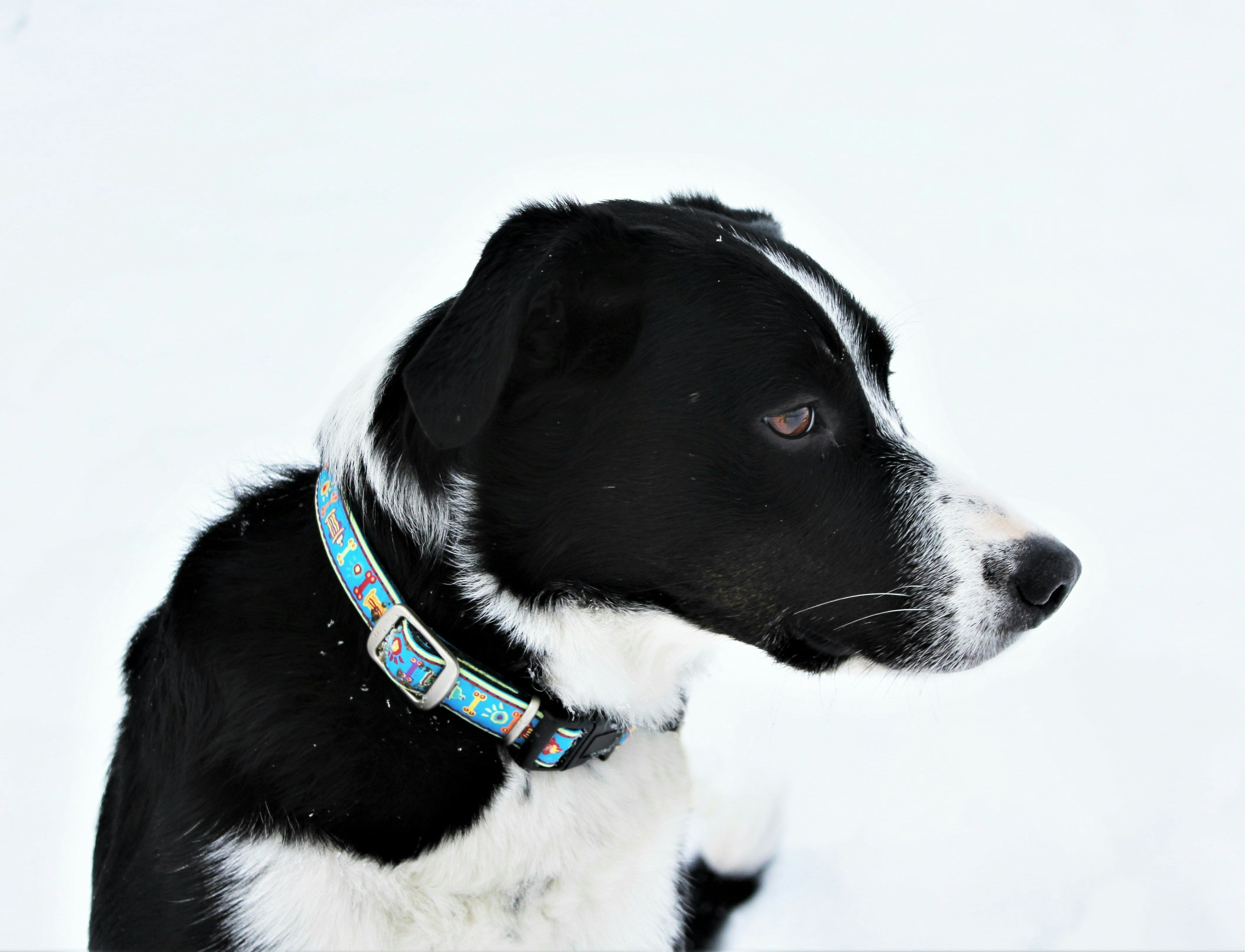 Choosing the Right Collar: Safety, Fit, and Everyday Comfort