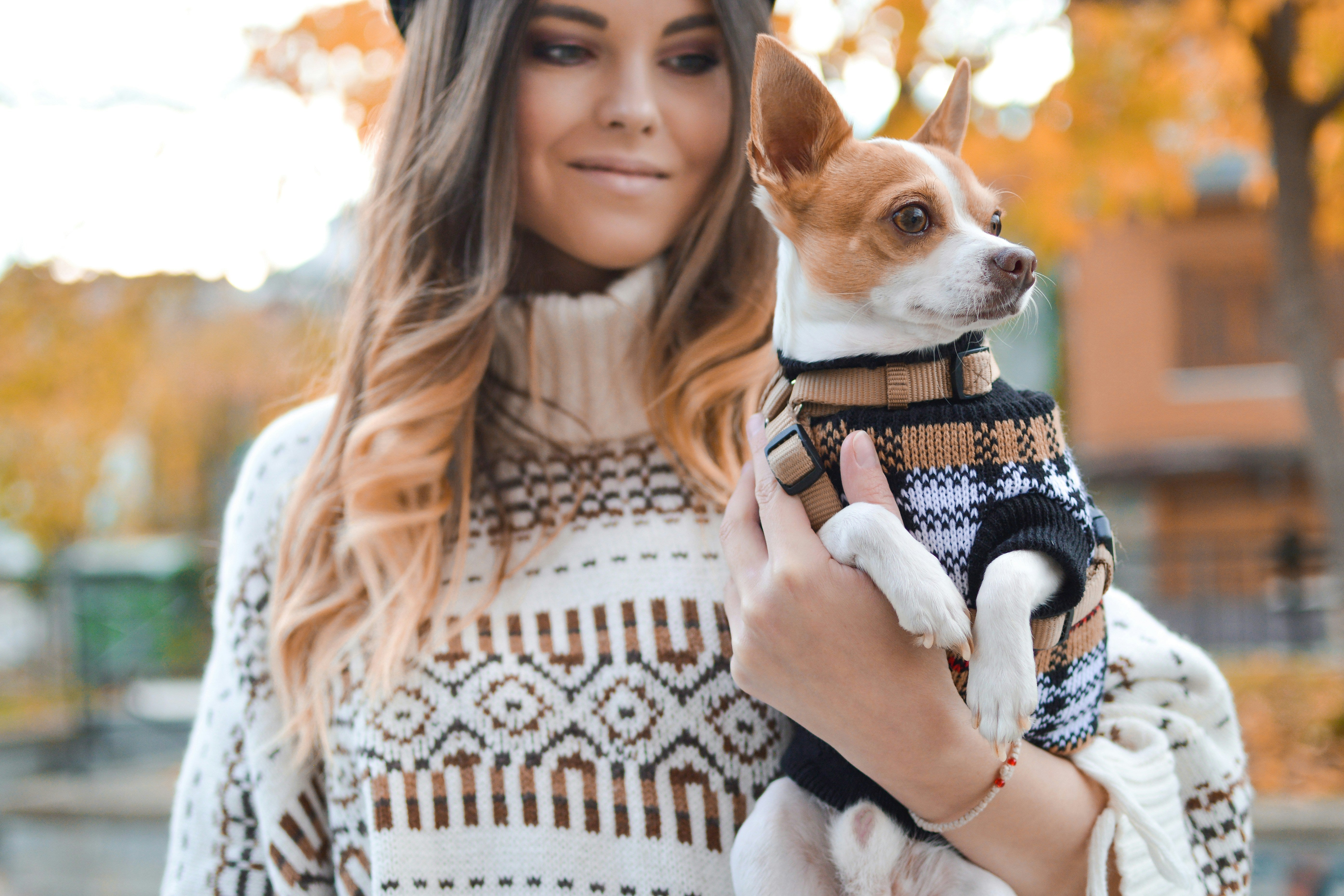 Our Standards: How We Choose Essentials for Everyday Life with Dogs