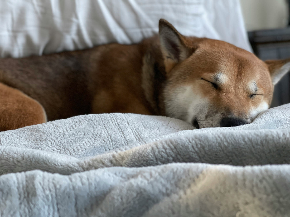 How Quality Sleep Supports a Dog’s Health and Behavior