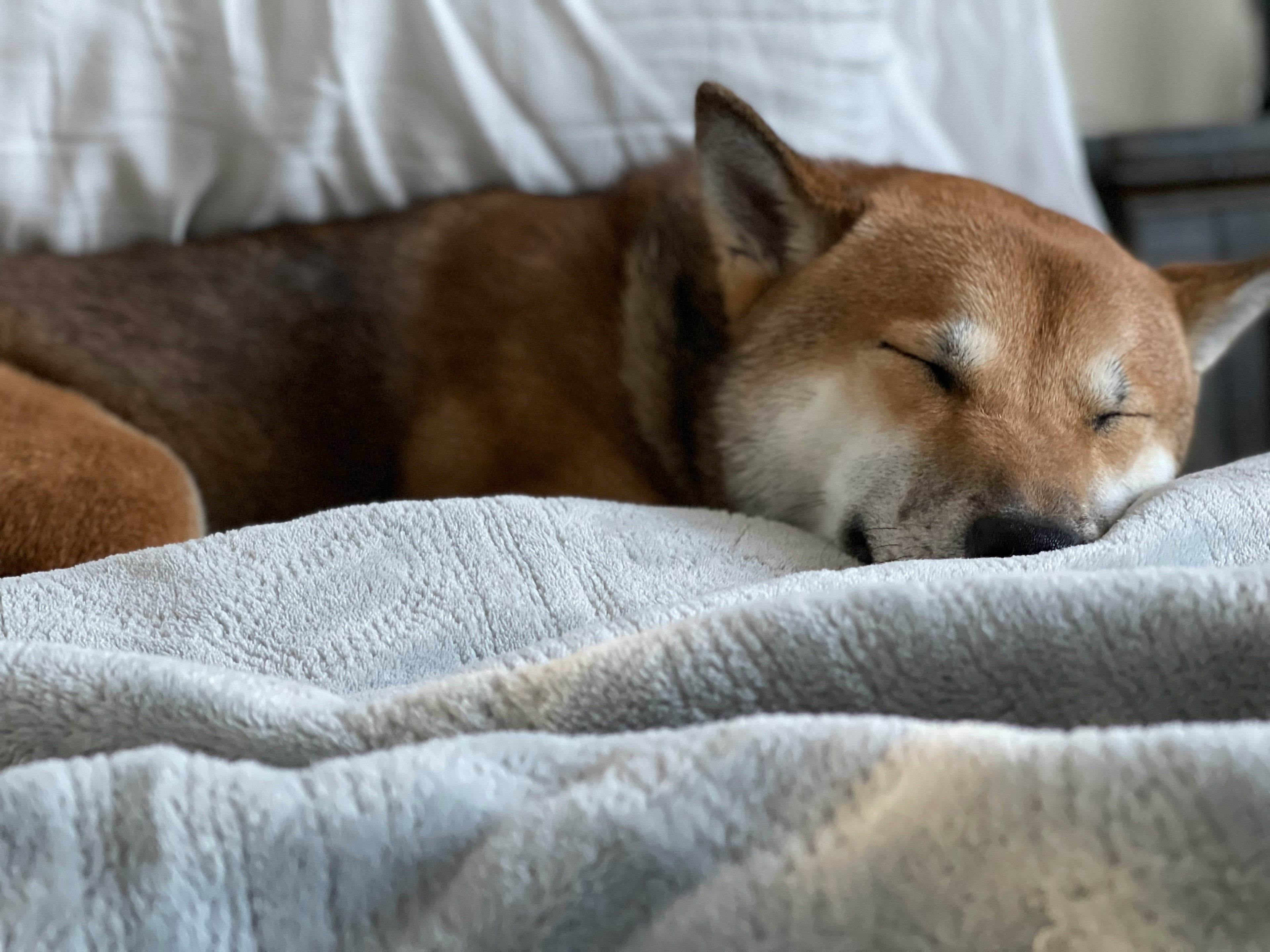 How Quality Sleep Supports a Dog’s Health and Behavior