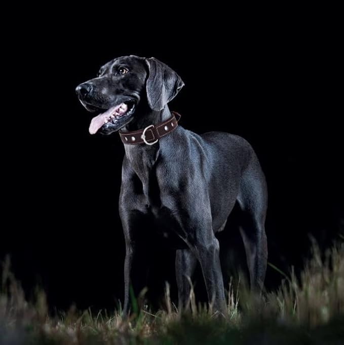 Genuine Leather Reflective Dog Collar | Stellar Series | Safe for Night Walking | Soft, Cushion Padding, Handmade | Best for Small, Medium, Large, (Medium (Fit Neck Size 14.5"-18.5"), Garnet)