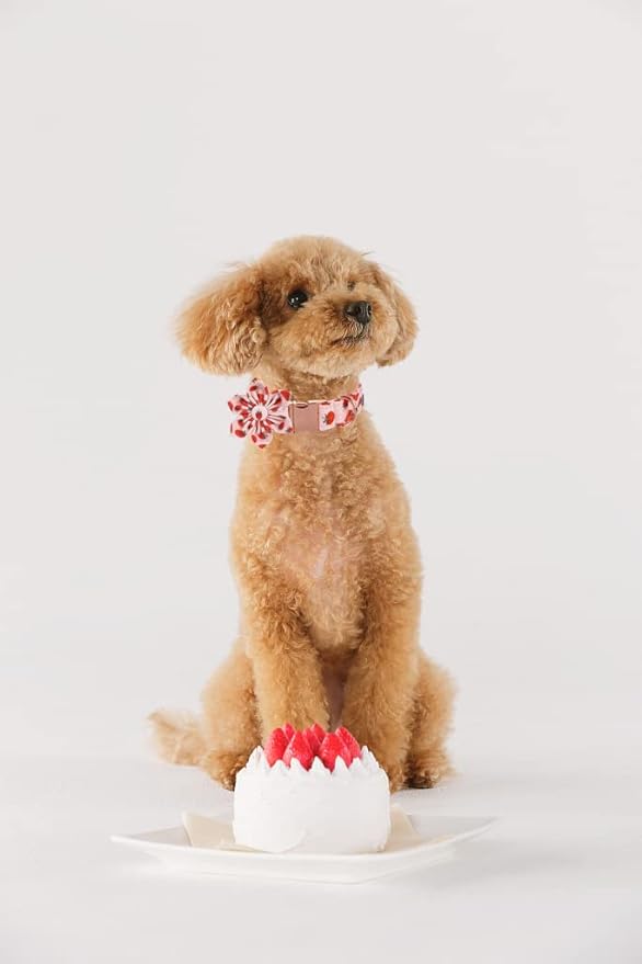 Lionet Paws Dog Collar with Flower - Cute Cotton Adjustable Flower Dog Collar with Metal Buckle for Small Dog Girl Boy, S, Neck 10-16in