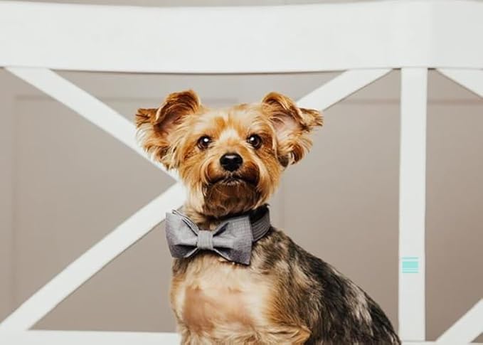 Lionet Paws Dog Collar with Bowtie, Durable Adjustable and Comfortable Collar for X-Large Dogs, Neck 16-26in