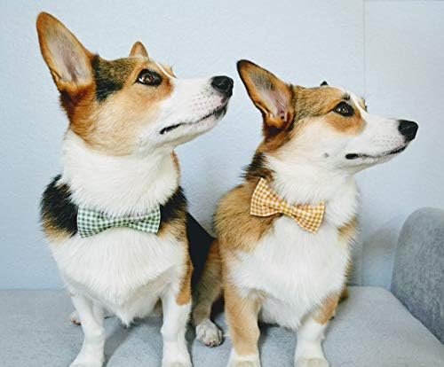 Lionet Paws Dog Collar with Bowtie, Durable Adjustable and Comfortable Collar for Small Dogs Puppies and Cats, Neck 10-16in