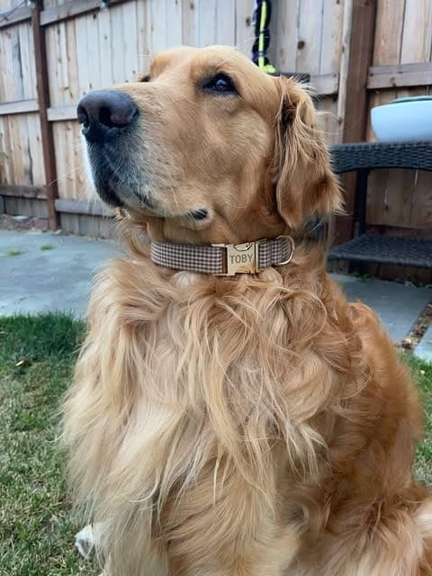 PETDURO Personalized Gingham Plaid Dog Collar Coffee - Engraved Name and Phone Number on Gold Metal Buckle - Custom for Small Medium Large Boy Girl Dogs - Add Leash Bow Tie via Customize Now