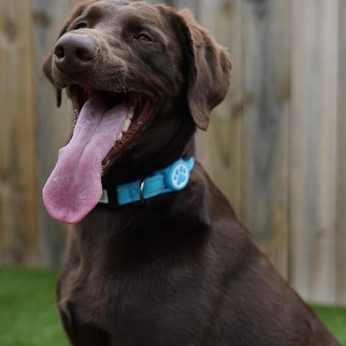 Dog Collar with AirTag Holder, QR Code Tracking, Paw Print Covers, Multi-Color (Blue)