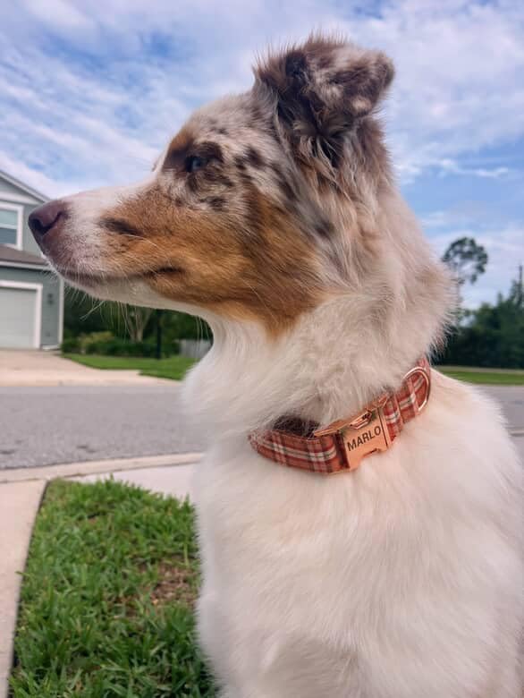 PETDURO Personalized Plaid Dog Collar Orange - Engraved Name and Phone Number on Rose Gold Metal Buckle - Custom for Small Medium Large Boy Girl Dogs - Add Leash Bow Tie via Customize Now