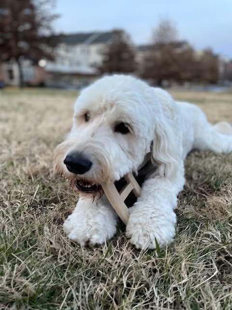 Bacon Buckle - Delicious & Fun Bacon Dog Chew Toy - Tough Long Lasting Dog Bones Made in USA- Small/Medium Sized Dogs Up to 30 LBS, 3” X 5”