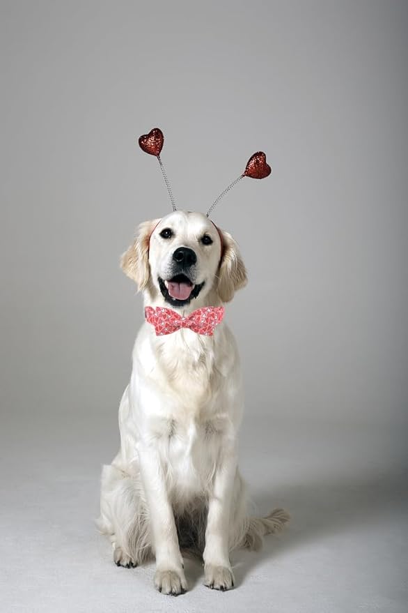 Lionet Paws Valentines Dog Collar Bowtie, Dog Bowtie Collar with Metal Buckle for Dogs, Adjustable Comfortable Dogs Collars Girl Boy, M, Neck 13.5-22 in