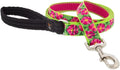 Lupine Dog Leash 6-Foot by 1" Wide PetuniasÊ