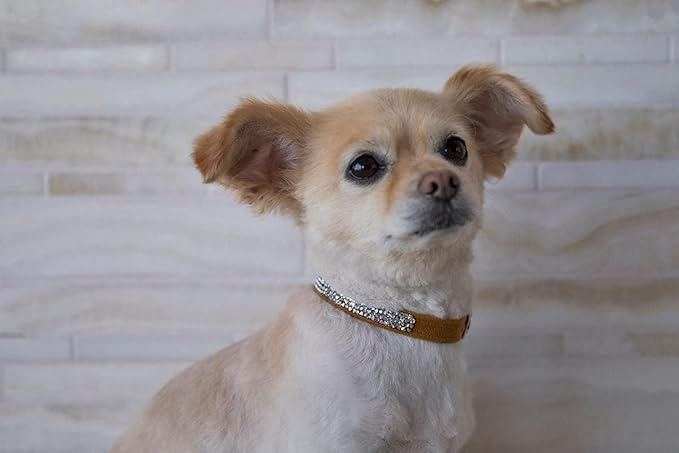 Susan Lanci Designs Ultrasuede Premium Dog Collar with Nouveau Bow, Champagne Glitzerati, X-Large