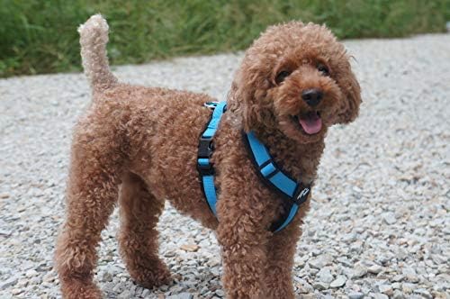 [白山:Hakusan] Zero Dog Harness Basic Type, Safe - No chocking/Hard to Disconnect, Great fit - Easy Put on and Off/Adjustable, Reflector, XL - Large Dog, Two-Tone Black×Turquoise