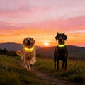COMMIX CN,2-Pack Flash LED Pet Safety Collar Light Band - Yellow,Single Adjustable Light Up Collar for Dogs,Two Connectable for Large Pets,Easy Snap Buckle Design,SAVELIVESNOW