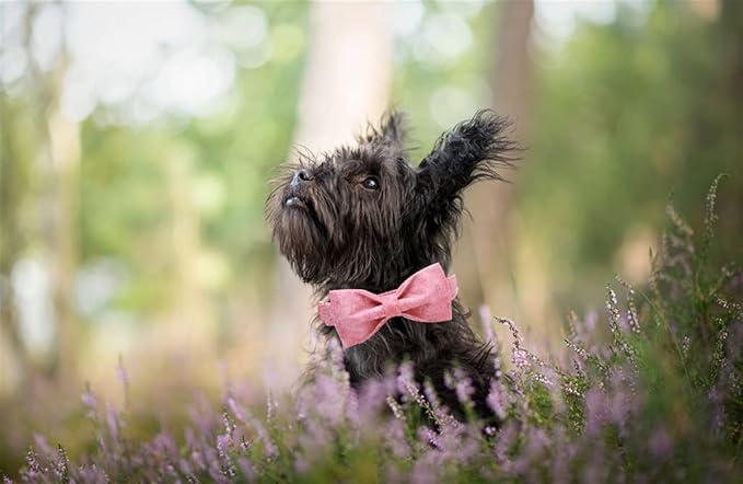 Elegant little tail Pink Colorful Dog Collar, Comfortable Dog Collar with Bow Adjustable Soft Bow tie Dog Collars for Large Dogs