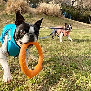 LaRoo Dog Training Ring for Outdoor Fitness Floatable Pulling Toy and Flying Disc Interactive Play Tool, Funny Dog Teething Toys for Throw, Fetch for Small Dogs