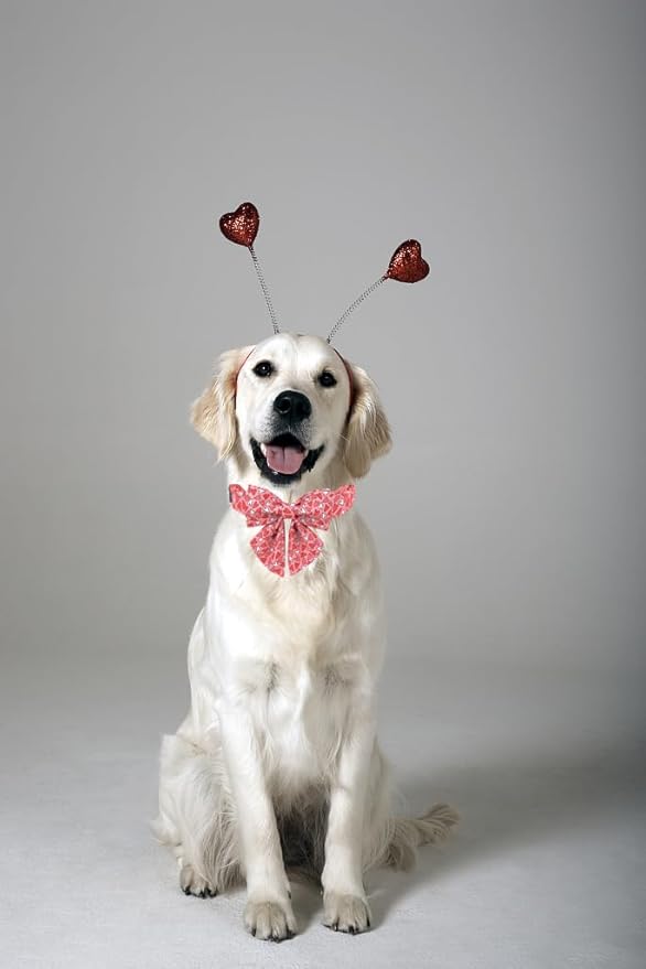 Lionet Paws Valentines Dog Collar Bowtie, Dog Sailor Bow Collar Metal Buckle for Dogs, Adjustable Comfortable Dogs Collars Girl, M, Neck 13.5-22 in