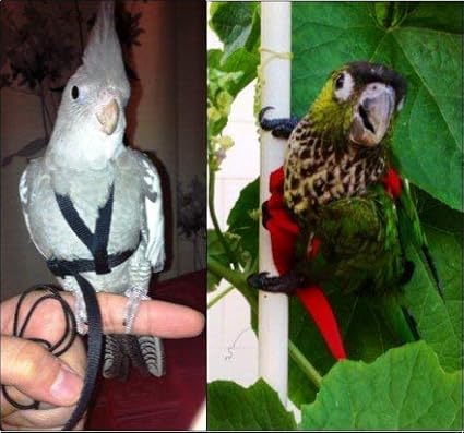 The AVIATOR Pet Bird Harness and Leash: Petite Red