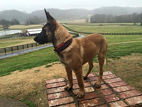 ComfortFlex Premium Padded Martingale Dog Collar – Reflective Waterproof Slip-On Limited Slip Collar for Gentle Control & Escape Prevention - Small, Saffron Yellow