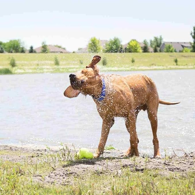 dogIDs Personalized Dog Collar – ScruffTag Custom Waterproof Biothane Dog Collar with Laser-Engraved Name, Durable & Odor-Resistant – USA Made | Pink, 5/8 in x 12 in (Fits Neck Sizes 11-13 in)