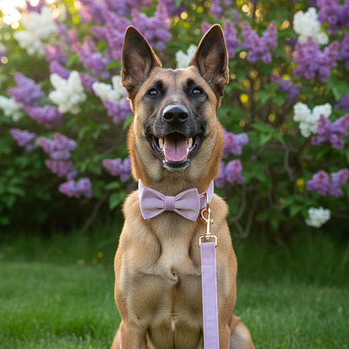 PETDURO Custom Dog Collar Personalized with Name Engraved Quick Release Rose Gold Metal Buckle for Large Medium Small Girl Dogs - Dog Leash and Bow Tie Available - Soft Comfy Velvet (Purple, XL)