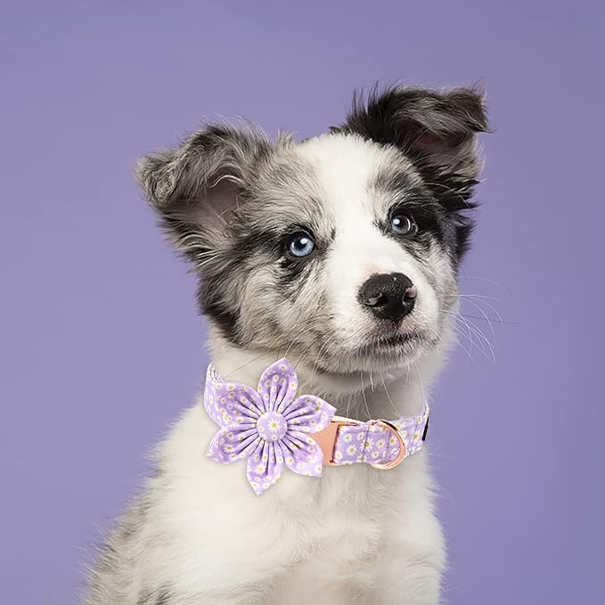 Lionet Paws Spring Female Dog Collar with Flower, Soft Comfortable Adjustable Daisy Collar for Dogs, Medium, Neck 13.5-22 inches