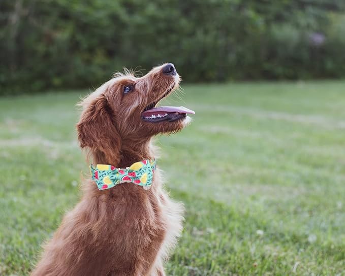 DOGWONG Cotton Summer Dog Collars, Lemon Bowtie Dog Collar, Adjustable Heavy Duty Girl Dog Collar with Bow for Small Medium Large Dogs,L