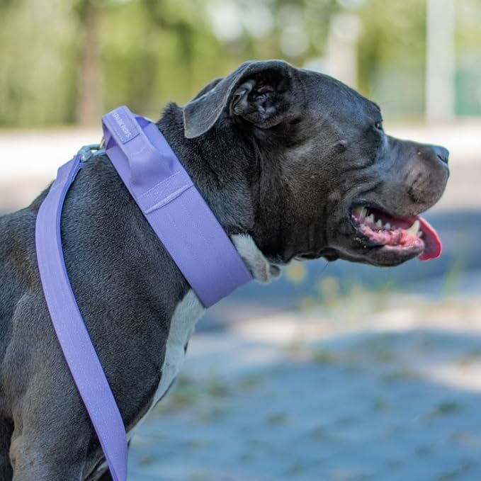 Spark Paws Tactical Dog Collar - Heavy Duty, Premium Quality, Thick and Durable for Large and Medium Dogs - Purple - M
