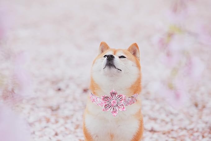 Lionet Paws Design Dogs Collar Cute Adjustable Flower Dog Collars for Girl Female Medium Large Dogs with Spring Floral L