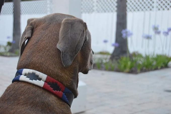 Gaucho Goods Leather Big Dog Collar - The Patriot (XL)