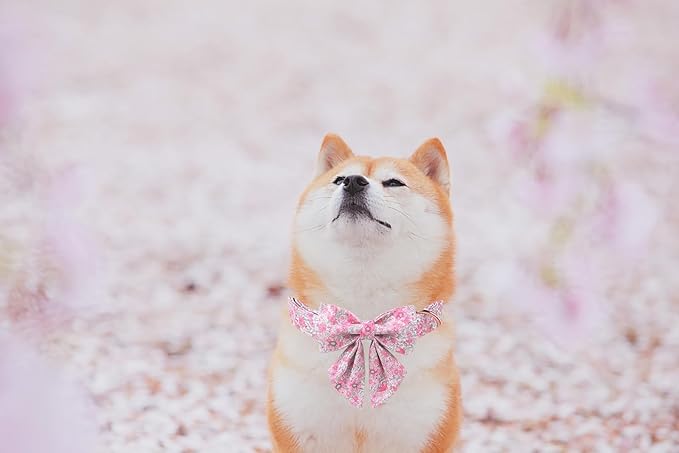 Lionet Paws Design Dogs Collar Cute Flower Sailor Bow Dog Collars for Girl Female Small Medium Dogs with Spring Floral M
