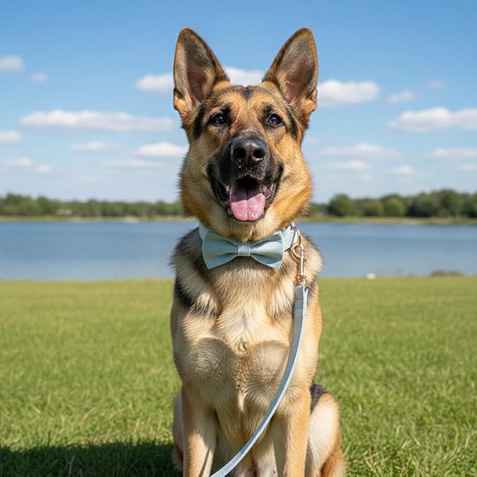 PETDURO Custom Dog Collar Personalized with Name Engraved Quick Release Rose Gold Metal Buckle for Large Medium Small Girl Dogs - Dog Leash and Bow Tie Available - Soft Comfy Velvet (Light Blue, L)