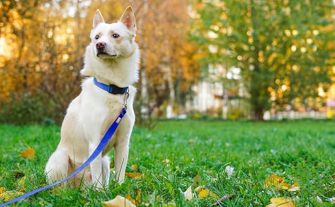Basic Dog Leashes 6 FT Padded Handle Nylon Dogs Leashes for Medium Dogs Blue
