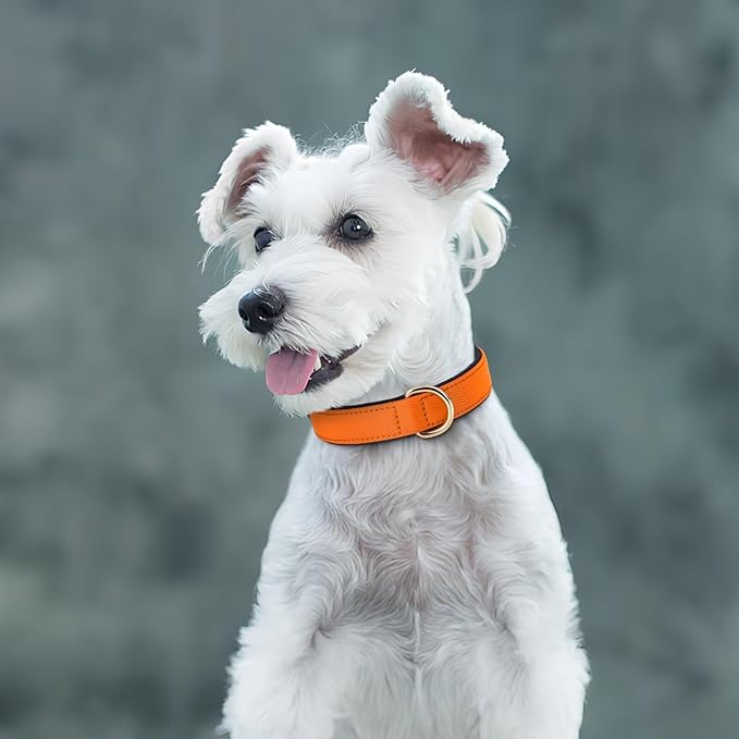 Didog Soft Padded Dog Collars for Small Dogs, Lightweight and Breathable Dog Collar with Metal Buckle for Puppy, Orange, S