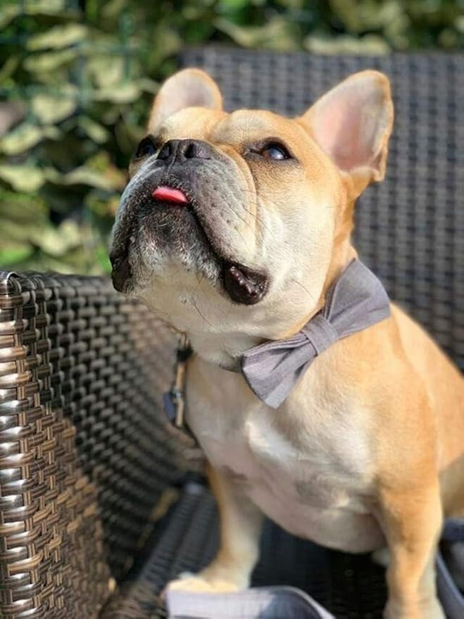Lionet Paws Dog Collar with Bowtie, Durable Adjustable and Comfortable Collar for XX-Small Dogs and Cats, Neck 7-11in