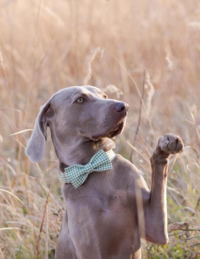 Lionet Paws Dog Collar with Bowtie, Durable Adjustable and Comfortable Collar for Medium Dogs, Neck 13.5-22in