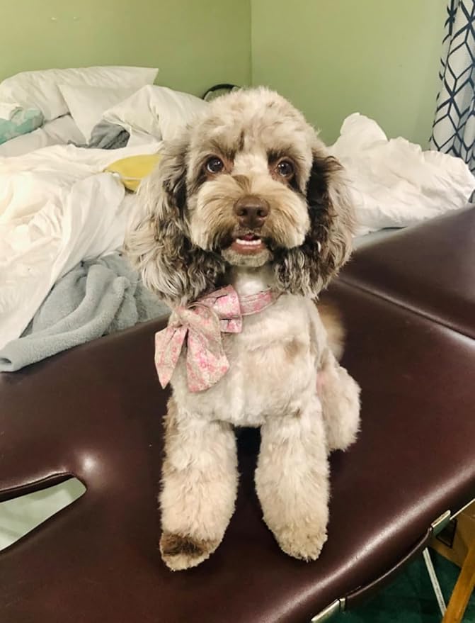 Lionet Paws Design Dogs Collar Cute Flower Sailor Bow Dog Collars for Girl Female Small Medium Dogs with Spring Floral XS