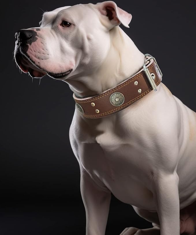 Leather Dog Collar, 2 inches Wide Heavy Duty Genuine Leather Collars, Handmade, Soft, and Luxury, Eye-catching Best Choice for Large and Medium Breed Dogs 21-25 inches