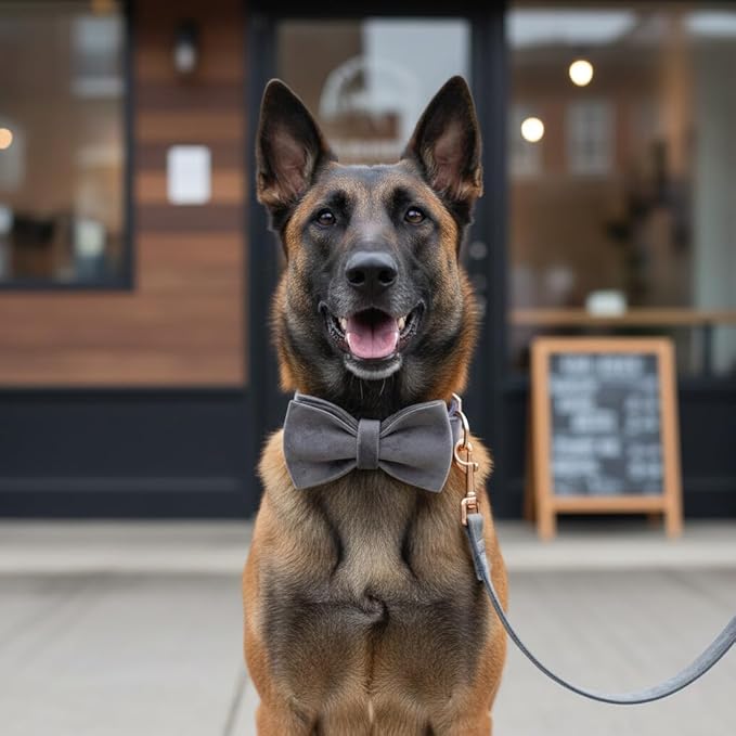 PETDURO Custom Dog Collar Personalized with Name Engraved Quick Release Rose Gold Metal Buckle for Large Medium Small Girl Dogs - Dog Leash and Bow Tie Available - Soft Comfy Velvet (Grey, XL)