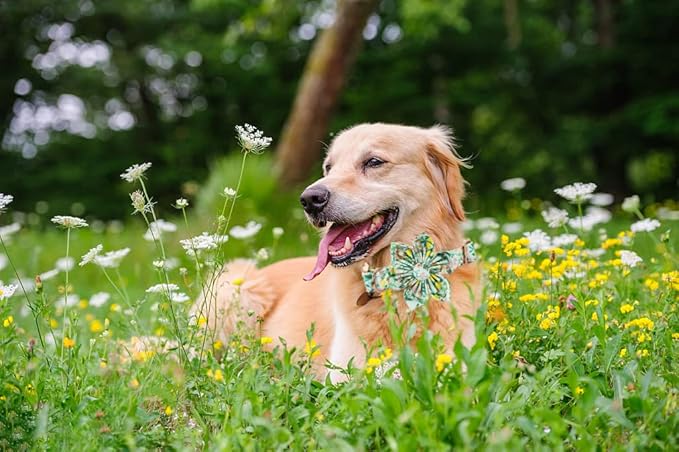Lionheart Glory Dog Collar, Dog Collar with Flower, Cute Lemon Floral Pattern Pet Collar Adjustable Dog Collar for Large Dogs