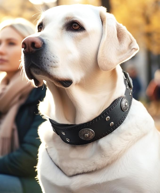 Leather Dog Collar, 2 inches Wide Heavy Duty Genuine Leather Collars, Handmade, Soft, and Luxury, Eye-catching Best Choice for Large and Medium Breed Dogs, Black 18.5-22.5 inches