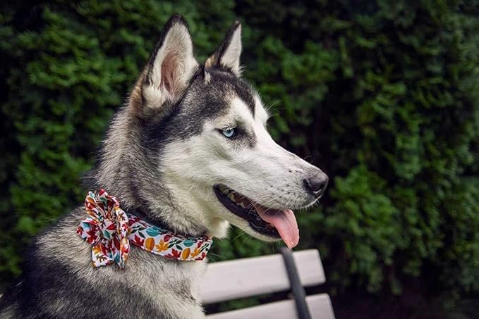 Elegant little tail Flower Dog Collar for Female or Male Dogs, Fall Pet Collar Adjustable Dog Collars with Flower Gift for X-Large Dogs
