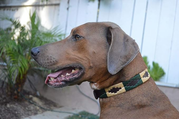 Leather Palm Desert Dog Collar by Gaucho Goods