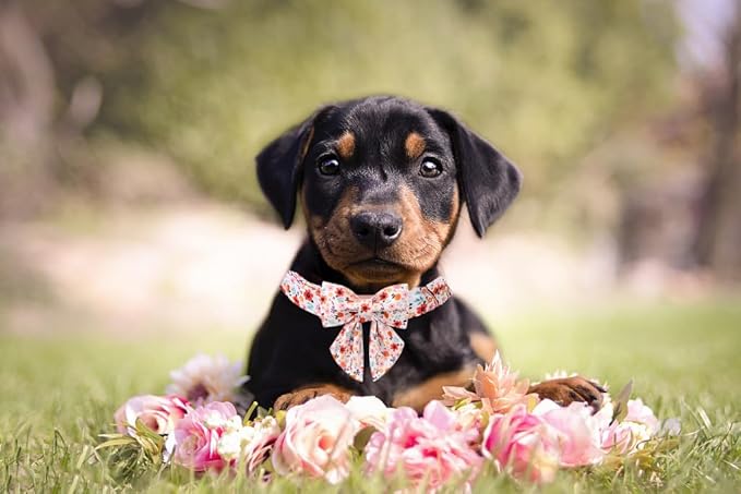 Lionet Paws Design Dogs Collar Cute Flower Sailor Bow Dog Collars for Girl Female Small Medium Dogs with Summer Floral XS